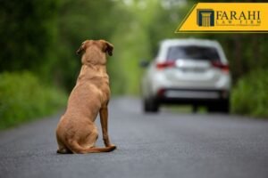 Dog Causes Near-Fatal Crash at Auburn Dollar Tree Store