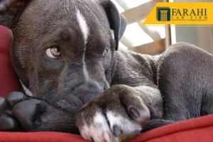 Dog bite in Burbank